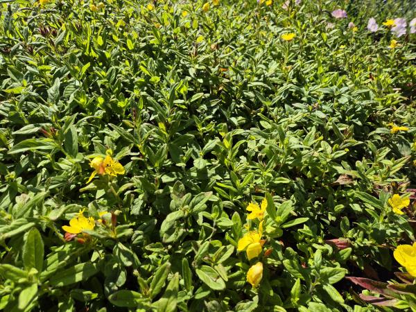 Bild von /bilder/bluehapp/thumb/oenpyf_Oenothera_pilosella___Yella_Fella___P-5102700001_T-k_Y-26_K-26_23746.jpg