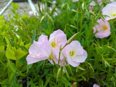 Bild von /bilder/bluehapp/thumb/oenssi_Oenothera_speciosa___Siskiyou___P-5102880001_T-b_Y-22_K-23_45111_aktiv_.jpg