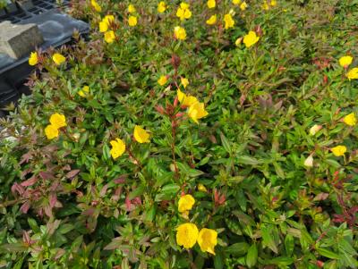 Bild von /bilder/bluehapp/thumb/oentso_Oenothera_fruticosa___Sonnenwende___P-5103020001_T-k_Y-24_K-39_37955_aktiv_.jpg