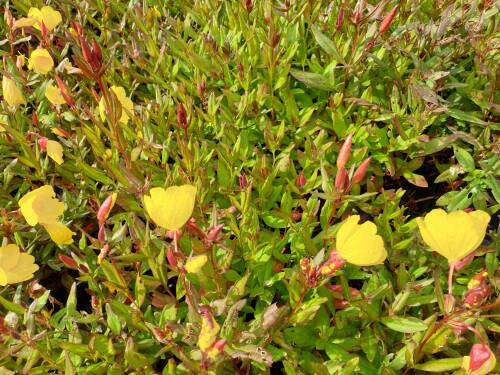 Bild von /bilder/bluehapp/thumb/oentso_Oenothera_tetragona___Sonnenwende___P-5103020001_T-k_Y-21_K-28_71430_aktiv_.jpg