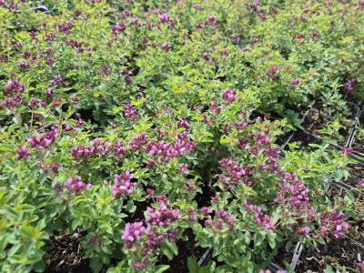 Bild von /bilder/bluehapp/thumb/orilhe_Origanum_laevigatum___Herrenhausen___P-5241510001_T-b_Y-25_K-36_47658.jpg