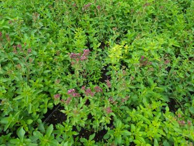 Bild von /bilder/bluehapp/thumb/orilhe_Origanum_laevigatum___Herrenhausen___P-5241510001_T-k_Y-24_K-32_21923_aktiv_.jpg