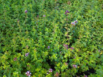 Bild von /bilder/bluehapp/thumb/oriv_Origanum_vulgare_P-8941000001_T-k_Y-23_K-32_25582_aktiv_.jpg