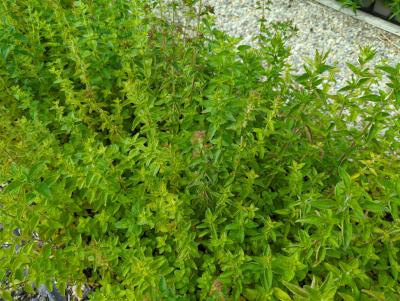 Bild von /bilder/bluehapp/thumb/oriv_Origanum_vulgare_P-8941000004_T-k_Y-24_K-23_75304_aktiv_.jpg