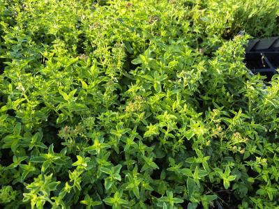 Bild von /bilder/bluehapp/thumb/oriv_Origanum_vulgare_P-8941000004_T-k_Y-25_K-27_54835.jpg