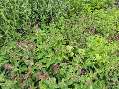 Bild von /bilder/bluehapp/thumb/oriv_Origanum_vulgare_P-8941000004_T-k_Y-25_K-29_17772.jpg