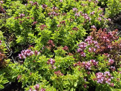 Bild von /bilder/bluehapp/thumb/orivco_Origanum_vulgare___Compactum_P-5242010001_T-b_Y-25_K-36_29001.jpg