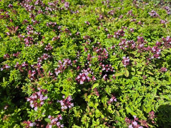 Bild von /bilder/bluehapp/thumb/orivco_Origanum_vulgare___Compactum_P-5242010001_T-b_Y-26_K-36_73764.jpg