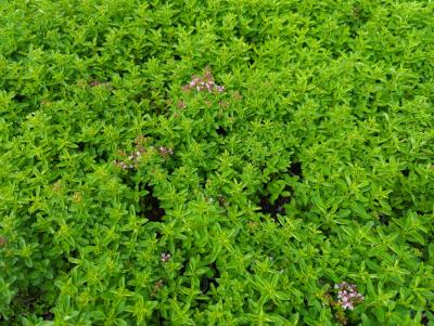 Bild von /bilder/bluehapp/thumb/orivco_Origanum_vulgare___Compactum_P-5242010001_T-k_Y-24_K-32_92751_aktiv_.jpg