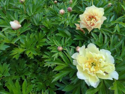 Bild von /bilder/bluehapp/thumb/paeicb_Paeonia_x_itoh___Canary_Brillant___P-5320530003_T-k_Y-24_K-21_73839_aktiv_.jpg