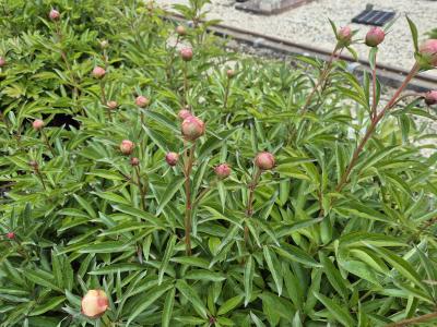 Bild von /bilder/bluehapp/thumb/paelan_Paeonia_x_lact____Antwerpen___P-5321009001_T-k_Y-25_K-21_64389.jpg