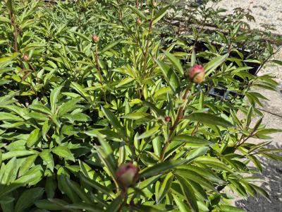 Bild von /bilder/bluehapp/thumb/paelan_Paeonia_x_lact____Antwerpen___P-5321009001_T-k_Y-26_K-20_63991.jpg
