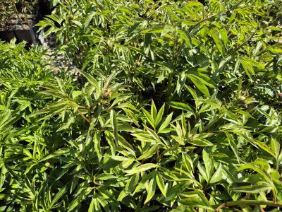 Bild von /bilder/bluehapp/thumb/paelbb_Paeonia_x_lact____Bowl_of_Beauty___P-5321017001_T-k_Y-25_K-18_66419.jpg