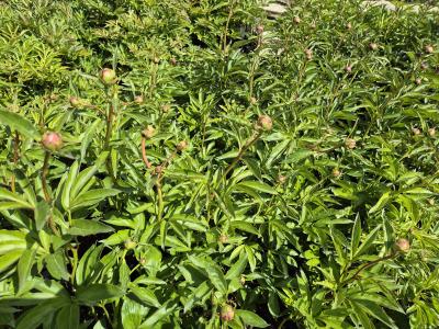 Bild von /bilder/bluehapp/thumb/paelbb_Paeonia_x_lact____Bowl_of_Beauty___P-5321017001_T-k_Y-25_K-20_75842.jpg