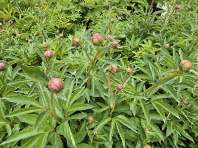 Bild von /bilder/bluehapp/thumb/paelbb_Paeonia_x_lact____Bowl_of_Beauty___P-5321017001_T-k_Y-25_K-21_84915.jpg