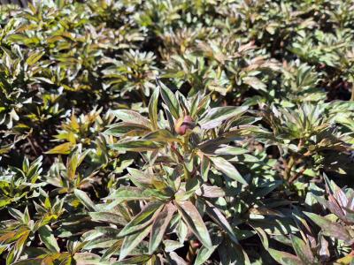 Bild von /bilder/bluehapp/thumb/paelbbe_Paeonia_x_hybr____Buckeye_Belle___P-5321016701_T-k_Y-26_K-17_31998.jpg