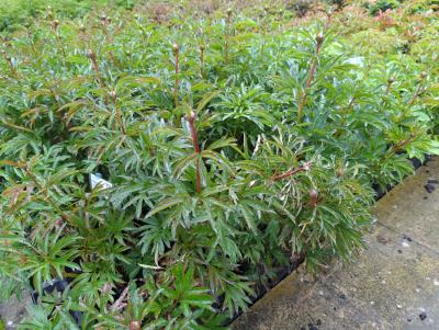 Bild von /bilder/bluehapp/thumb/paelcc_Paeonia_x_lact____Coral_Charme___P-5321018201_T-k_Y-23_K-19_79115_aktiv_.jpg