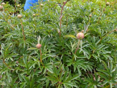 Bild von /bilder/bluehapp/thumb/paelcc_Paeonia_x_lact____Coral_Charme___P-5321018201_T-k_Y-23_K-21_17595_aktiv_.jpg