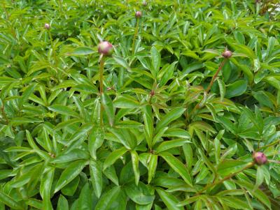 Bild von /bilder/bluehapp/thumb/paelcf_Paeonia_x_lact____Coral_Fay___P-5321018601_T-k_Y-23_K-21_47471_aktiv_.jpg