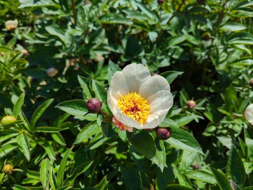 Bild von /bilder/bluehapp/thumb/paelch_Paeonia_x_lact____Chaminade___P-5321018301_T-b_Y-22_K-20_96723_aktiv_.jpg