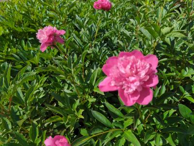 Bild von /bilder/bluehapp/thumb/paeles_Paeonia_x_lact____Edulis_Superba___P-5321024001_T-k_Y-22_K-22_94686_aktiv_.jpg