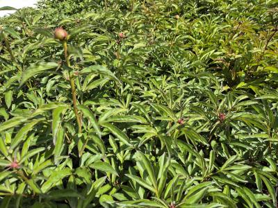 Bild von /bilder/bluehapp/thumb/paelfc_Paeonia_x_lact____Felix_Crousse___P-5321004001_T-k_Y-26_K-20_78863.jpg