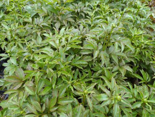 Bild von /bilder/bluehapp/thumb/paeljl_Paeonia_x_lact____Jan_van_Leuwen___P-5321037001_T-k_Y-22_K-18_51143_aktiv_.jpg