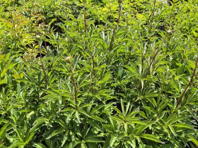 Bild von /bilder/bluehapp/thumb/paelkm_Paeonia_x_lact____Kuni_Mori___P-5321040001_T-k_Y-25_K-20_35020.jpg
