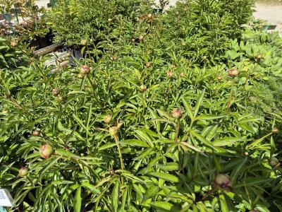 Bild von /bilder/bluehapp/thumb/paelny_Paeonia_x_lact____Nymphe___P-5321078201_T-k_Y-25_K-20_49786.jpg