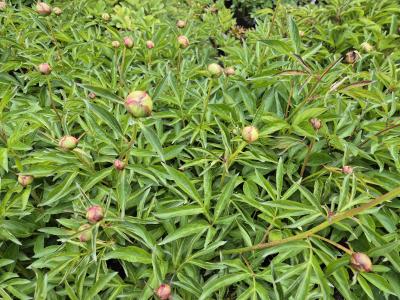 Bild von /bilder/bluehapp/thumb/paelny_Paeonia_x_lact____Nymphe___P-5321078201_T-k_Y-25_K-21_93085.jpg