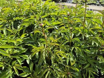 Bild von /bilder/bluehapp/thumb/paelny_Paeonia_x_lact____Nymphe___P-5321078201_T-k_Y-26_K-20_90503.jpg
