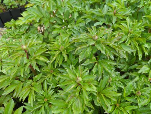 Bild von /bilder/bluehapp/thumb/paelrub_Paeonia_x_lact____Rubinschale___P-5321087001_T-k_Y-22_K-18_20404_aktiv_.jpg