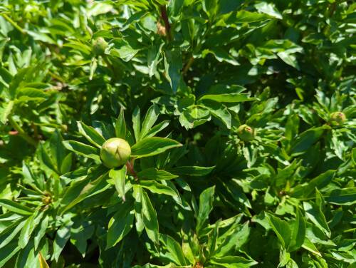 Bild von /bilder/bluehapp/thumb/paelrub_Paeonia_x_lact____Rubinschale___P-5321087001_T-k_Y-22_K-20_29428_aktiv_.jpg