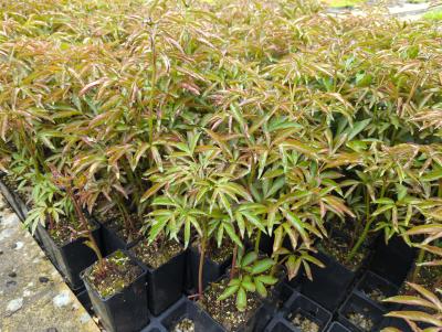 Bild von paelsb_Paeonia_x_lact____Sahrah_Bernardt___P-5321089001_T-k_Y-23_K-19_74388_aktiv_.jpg