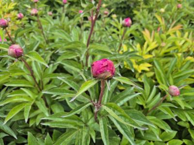 Bild von /bilder/bluehapp/thumb/paelsc_Paeonia_x_lact____Schwindt___P-5321089401_T-k_Y-25_K-21_14913.jpg