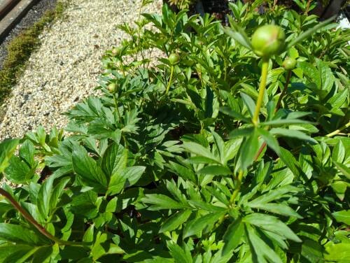 Bild von /bilder/bluehapp/thumb/paelsoh_Paeonia_x_lact____Scarlet_o_Hara___P-5321089701_T-k_Y-22_K-20_93492_aktiv_.jpg