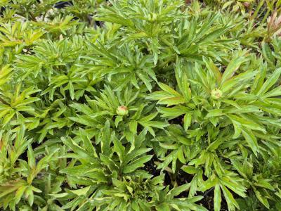 Bild von /bilder/bluehapp/thumb/paelsoh_Paeonia_x_lact____Scarlet_o_Hara___P-5321089701_T-k_Y-25_K-17_25852.jpg