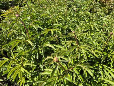 Bild von /bilder/bluehapp/thumb/paelss_Paeonia_x_lact____Sea_Shell___P-5321090601_T-k_Y-25_K-18_20768.jpg