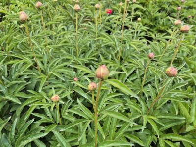 Bild von /bilder/bluehapp/thumb/paelss_Paeonia_x_lact____Sea_Shell___P-5321090601_T-k_Y-25_K-21_72658.jpg
