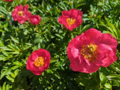 Bild von /bilder/bluehapp/thumb/paelvdlm_Paeonia_x_l____Victoire_de_la_Marne___P-5321094001_T-b_Y-22_K-22_75622_aktiv_.jpg