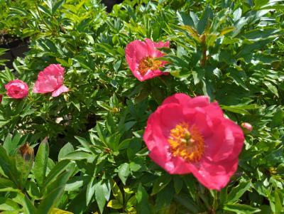 Bild von /bilder/bluehapp/thumb/paelvdlm_Paeonia_x_l____Victoire_de_la_Marne___P-5321094001_T-k_Y-22_K-22_96141_aktiv_.jpg