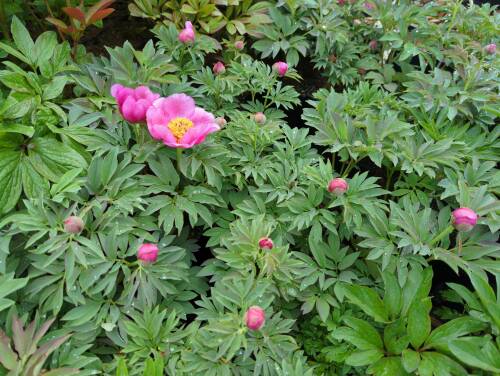 Bild von /bilder/bluehapp/thumb/paeomo_Paeonia_officinalis___Mollis___P-5322013001_T-k_Y-22_K-18_94068_aktiv_.jpg