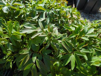Bild von /bilder/bluehapp/thumb/paeorp_Paeonia_officinalis___Rosea_Plena___P-5322020001_T-k_Y-24_K-14_58759_aktiv_.jpg