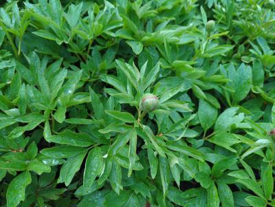 Bild von paeorup_Paeonia_officinalis___Rubra_Plena___P-5322025001_T-k_Y-23_K-19_64187_aktiv_.jpg