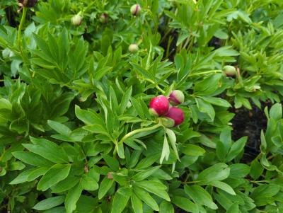 Bild von paeorup_Paeonia_officinalis___Rubra_Plena___P-5322025001_T-k_Y-23_K-21_88799_aktiv_.jpg