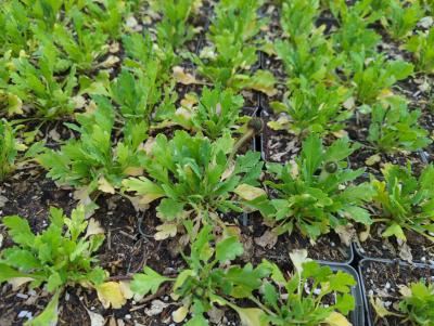 Bild von papnga_Papaver_nudicaule___Gartenzwerg___P-5342010001_T-k_Y-23_K-22_67364_aktiv_.jpg