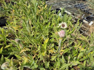 Bild von /bilder/bluehapp/thumb/paporw_Papaver_orient____Royal_Wedding_____P-5342573001_T-k_Y-25_K-19_41667.jpg