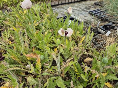 Bild von /bilder/bluehapp/thumb/paporw_Papaver_orient____Royal_Wedding_____P-5342573001_T-k_Y-25_K-20_66530.jpg