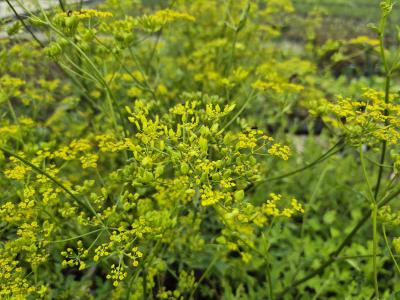 Bild von Pastinaca sativa