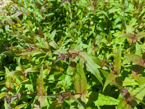 Bild von /bilder/bluehapp/thumb/pendpg_Penstemon_digitalis___Precious_Gem___P-5421960001_T-k_Y-22_K-20_25420_aktiv_.jpg